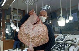 Sinop'ta ağa takılan dev kalkan balığı kilogramı...