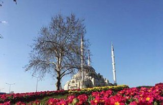 Trabzon Büyükşehir Belediyesinin çiçek ve fidan...