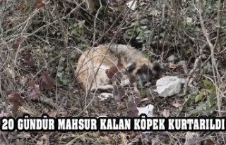 20 GÜNDÜR MAHSUR KALAN KÖPEK KURTARILDI