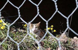 Artvin'de çelik tel örgülerin arasında mahsur...
