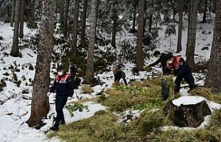 Artvin'de yaban hayatı için doğaya yem bırakıldı