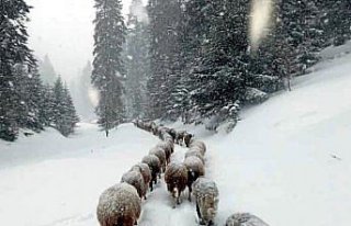 Düzce, Bolu, Sakarya, Kocaeli ve Karabük'te kar...