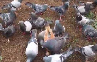 ESNAFTAN GÜVERCİN SEVGİSİ