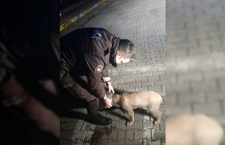 Kastamonu'da kafası bidona sıkışan köpek kurtarıldı