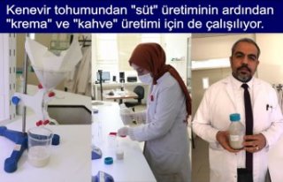 Kenevir tohumundan "süt" üretiminin ardından...