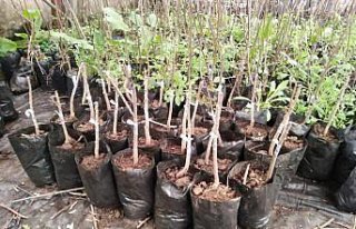 Trabzon'da kaybolmaya yüz tutan meyvelerin genetiği...