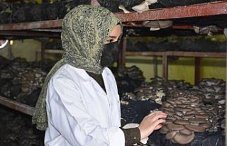 Yıllık 30 ton istiridye mantarı üreten harita...