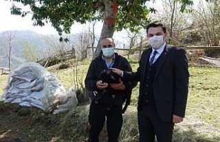 Artvin'de eski hükümlü devlet desteğiyle sürü...