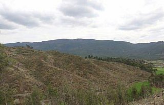 Bolu'da yanan ormanlık alan yeniden yeşermeye başladı