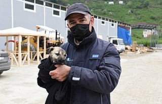 Giresun'da derede mahsur kalan köpek yavrusu kurtarıldı
