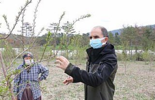 Göynük'te badem ağaçları çiçek açtı