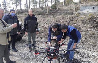 Göynük'te karaçam tohumları drone ile toprakla...