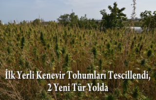 İlk Yerli Kenevir Tohumları Tescillendi, 2 Yeni...