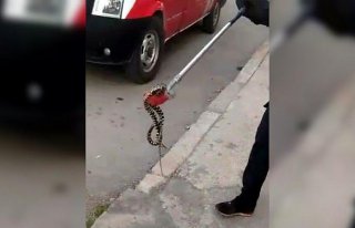 Karabük'te apartman bahçesindeki yılan itfaiye...