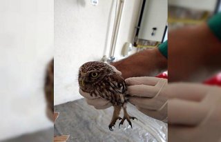 Karabük'te bitkin halde bulunan kukumav kuşu tedavi...