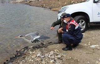 Kastamonu'da tedavisi tamamlanan gri balıkçıl ve...