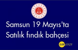 Samsun 19 Mayıs'ta Satılık fındık bahçesi