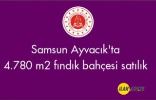 Samsun Ayvacık'ta 4.780 m2 Satılık fındık...