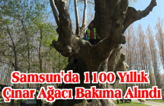 Samsun'da 1100 yıllık çınar ağacı bakıma...