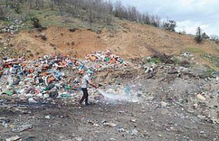 Torul'da çöp alanlarında dezenfekte ve ilaçlama...