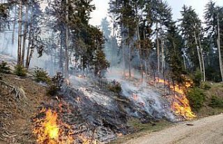 Artvin'de ormanlık alanda çıkan yangın 4 saatte...