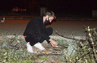 Bartın'da mahalleye inen çakalları vatandaşlar...