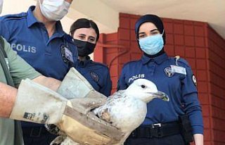 Bekçilerin yaralı halde bulduğu martı tedavi edilecek