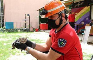 Bolu'da büfenin çatısında sıkışan 3 yavru kedi...