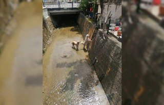 Bolu'da dereye düşen köpekler kurtarıldı
