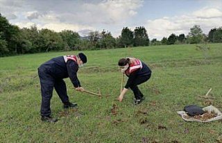 Bolu'da kaçak salep soğanı toplayan 4 kişiye 321...
