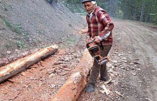 Bolu'da ormancılık faaliyetleri