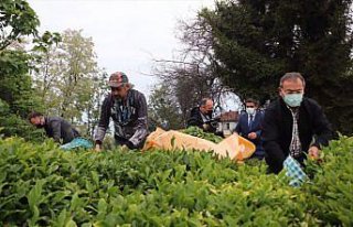 ÇAYKUR beyaz çayın kilogramını 600 liradan alacak