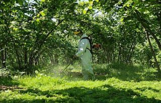 Çiftçileri ziyaret eden Vali Sonel, ot biçti, fındığa...