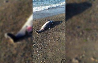 Düzce'de deniz yüzeyinde bulunan ölü yunus kıyıya...