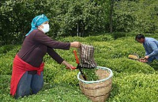Fındık diyarı Ordu'da hasadına başlanan çay,...