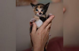 Giresun'da donmak üzere bulunan yavru kedi koruma...