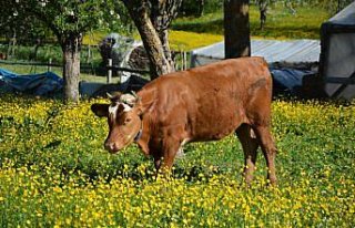 İnebolu'da tarlalarla açan sarı çiçekler görsel...