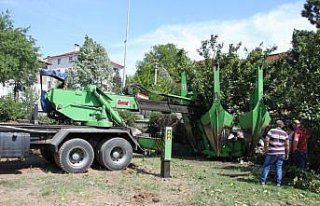 Kastamonu'da inşaat bölgesinde kalan 8 ağaç sökülerek...