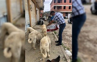 Kısıtlama döneminde sokak hayvanlarını görevliler...