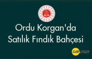 Ordu Korgan'da satılık fındık bahçesi
