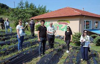 Osmanlı çileğinin aroması ve kokusu AB projesiyle...