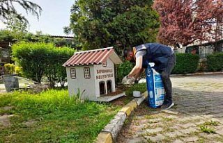 Safranbolu'da sokak hayvanları 