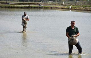 Sinop'ta çeltik ekimine başlandı