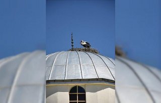Tokat'ta 27 yıldır aynı caminin kubbesine yuva...