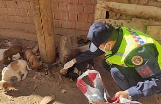 Tokat'ta jandarma ekipleri sokak hayvanlarını besledi