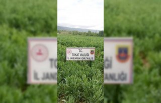 Tokat'ta kaçak ekilen 610 bin kök haşhaş imha...