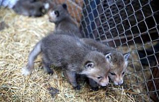 Tokat'ta koruma altında bulunan tilki yavrularına...