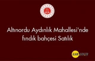 Altınordu Aydınlık Mahallesi'nde fındık...