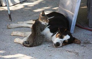 Amasya'da kedi ile köpeğin dostluğu görenlerin...