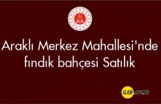 Araklı Merkez Mahallesi'nde fındık bahçesi...